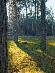 landscape with morning forest. autumn and pines