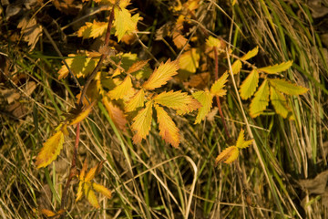 Feuillages lumineux d'automne