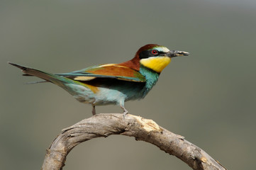 Bee-eater (Merops apiaster)