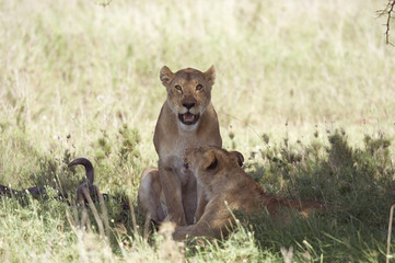 Couple of lioness with her prey