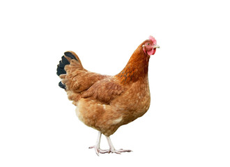 Chicken on a white background
