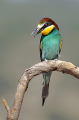 Bee-eater (Merops apiaster)