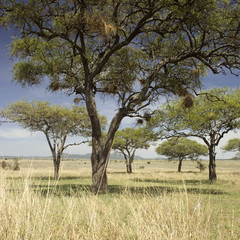Fototapeta na wymiar Krajobraz Serengeti