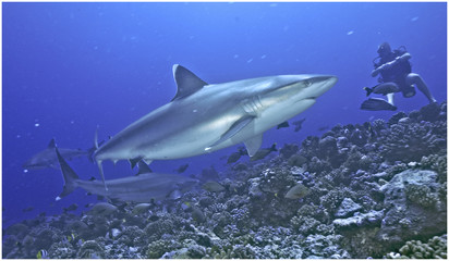 shark