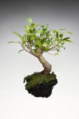 A bonsai tree with exposed dirt on white background