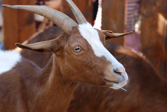 chevre