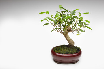 Bonsai tree in pot on white background