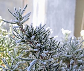 Rosemary with frost