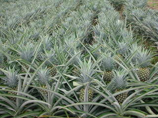 ananas