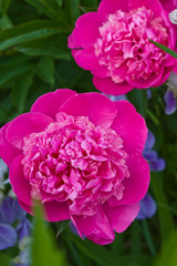 nature series: bush of blossoming pink paeon