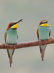 Marriage between (Bee-eater)