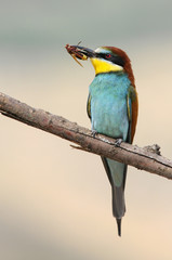 Bee-eater (Merops apiaster)