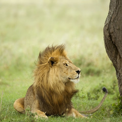 Lion lying down in the grass in the Serengeti reserve
