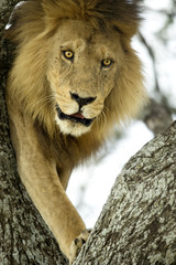 Fototapeta premium lion on a tree
