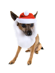 a chihuahua mix dressed up as santa claus