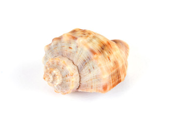 Channeled whelk spiral shell isolated on white background