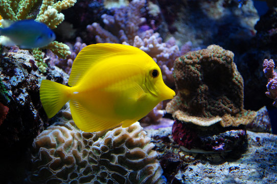 Yellow Tang Fish