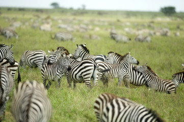 Fototapeta na wymiar Stado zebr w Serengeti równinie