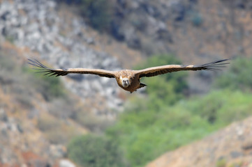 Griffon Vulture (Gyps fulvus).