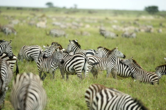 Herd Of Zebras In The Serengeti Plain