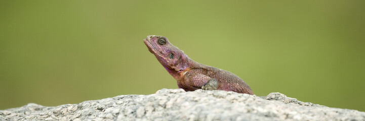 Flat-Headed Rock Agama (Agama Mwanzae)