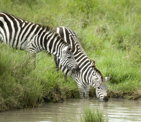 Fototapeta na wymiar zebra drinking