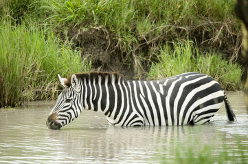Fototapeta na wymiar Zebra in the water