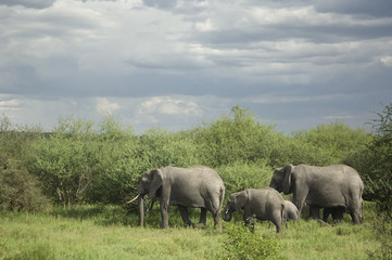 Obraz premium Herd of elephant in the serengeti plain