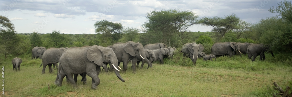 Wall mural Herd of elephant in the serengeti plain