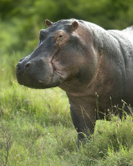 hippopotamus in the serengeti reserve