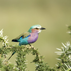 Lilac-breasted Roller in the serengeti, tanzania