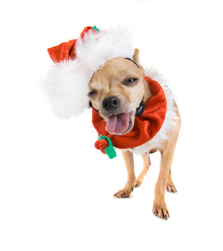 a tiny chihuahua dressed up in a santa suit