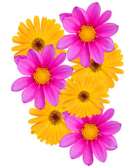 Flowers with yellow and violet petals