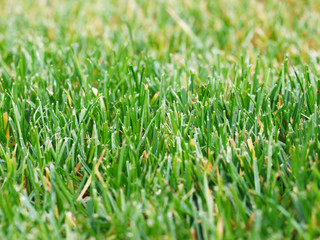 Close-up of green grass at field