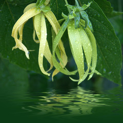 fleurs d'ylang-ylang à différents stades de maturité