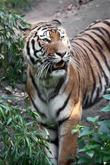 tiger spotted in thicket