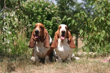 couple de basset hound en plein soleil