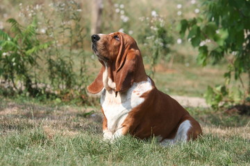 le basset hound fixant le ciel