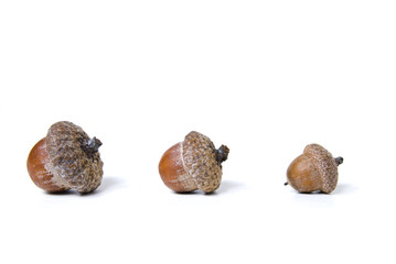 acorns isolated on white