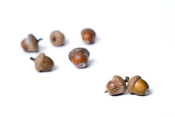 pair against group of acorns isolated on white