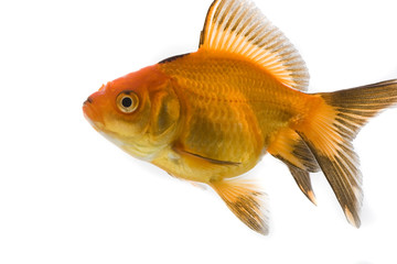 Fototapeta premium Goldfish