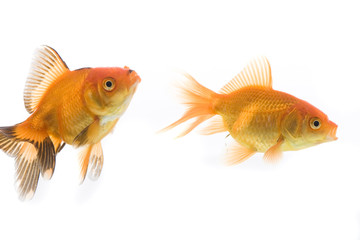 Fototapeta premium Goldfish