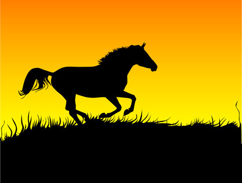 horse on sunset. vector
