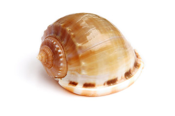 sea shell isolated on white background