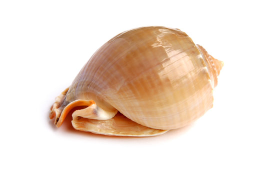 sea shell isolated on white background