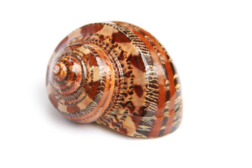 sea shell isolated on white background