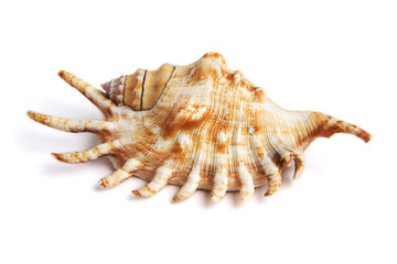 sea shell isolated on white background