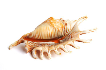 sea shell isolated on white background