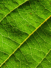 fine closeup image of green leaf background