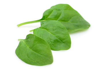 Three baby spinach leaves in isolated white background